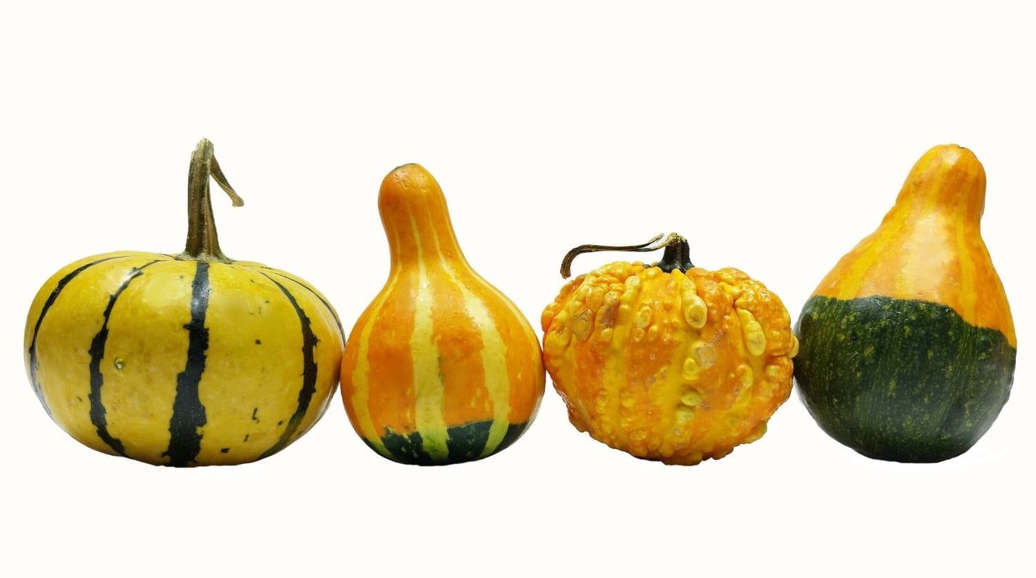 coloquintes, petites courges très colorées