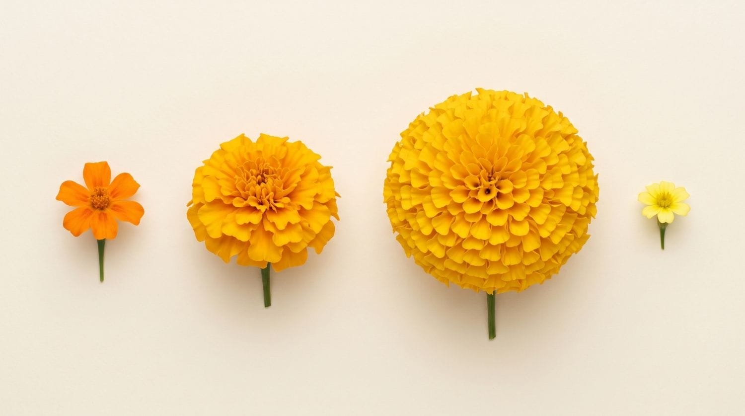 Comparaison entre œillet d'Inde, rose d'Inde et tagète citron