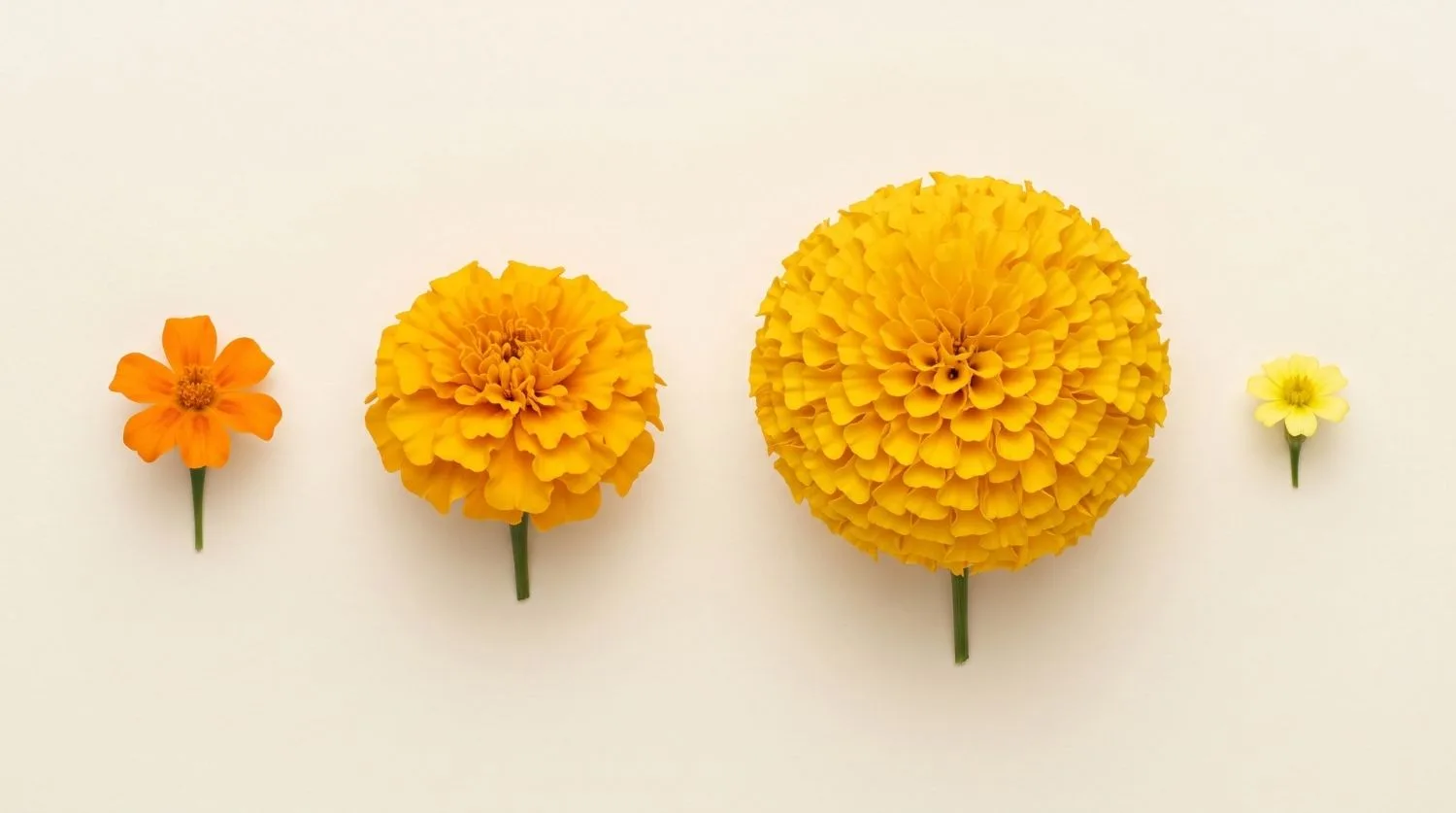 Comparaison entre œillet d'Inde, rose d'Inde et tagète citron