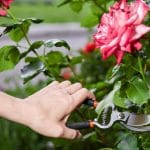 couper une rose avec un sécateur