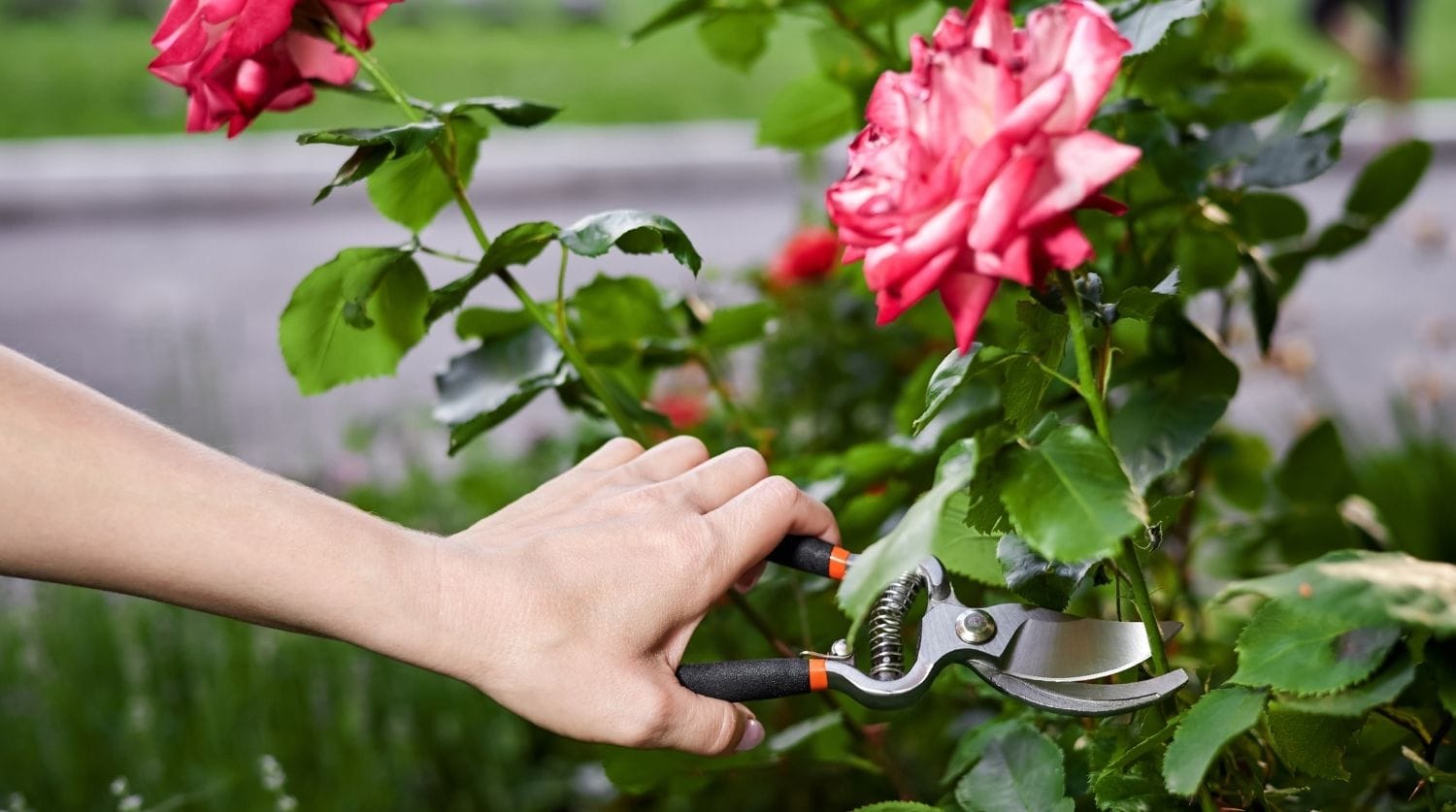 couper une rose avec un sécateur