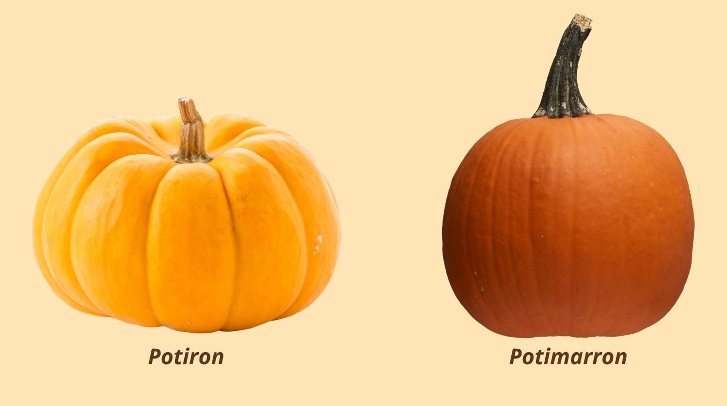 différence entre un potiron et un potimarron