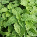 Menthe : Planter, tailler, récolter au bon moment