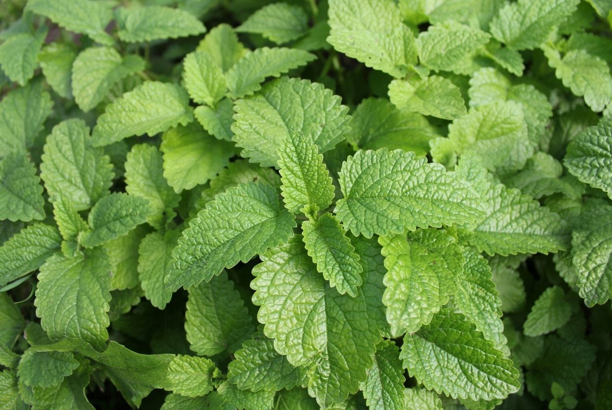 Menthe : Planter, tailler, récolter au bon moment