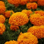 Œillet d'Inde au jardin