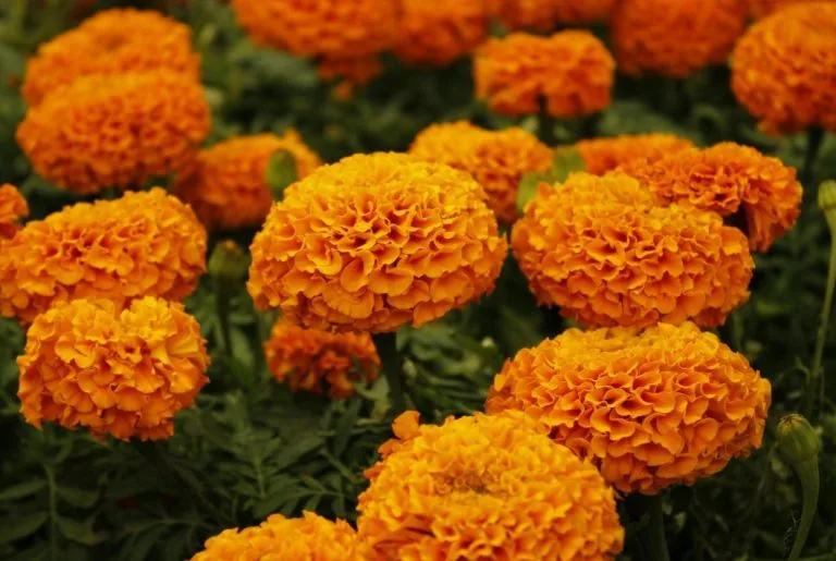 Œillet d'Inde au jardin