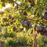 prunes sur un prunier