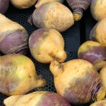 Rutabaga : Culture, goût et conservation