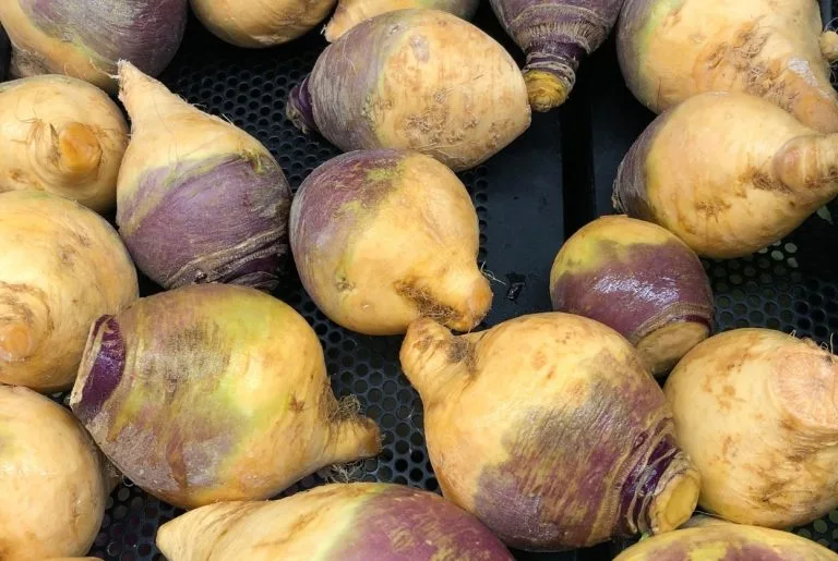 Rutabaga : Culture, goût et conservation