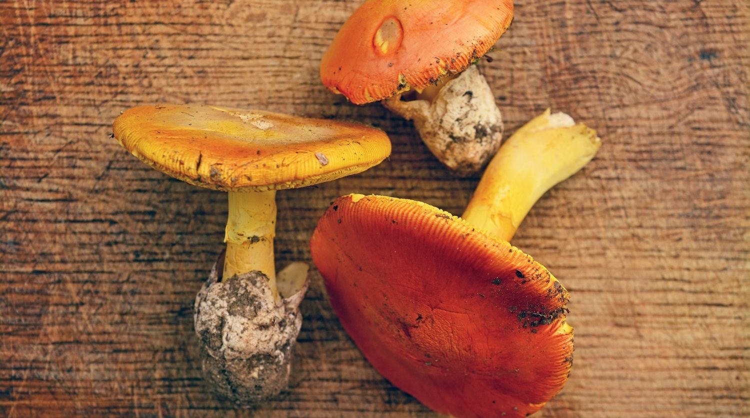 amanite des césars