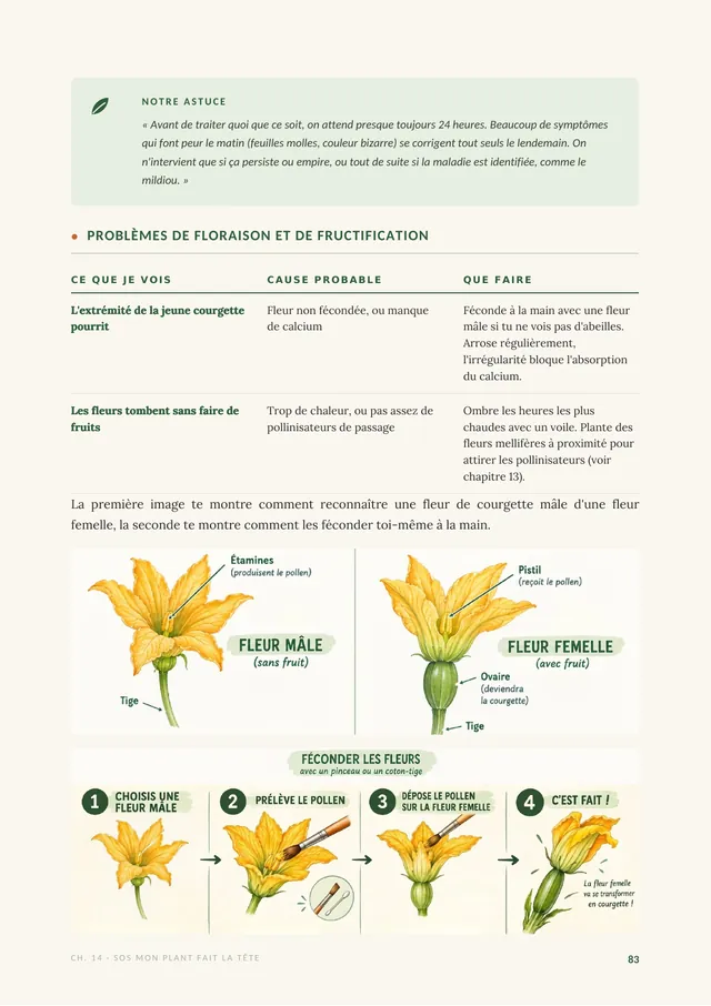 Illustrations des fleurs mâle et femelle de courgette et de la fécondation à la main