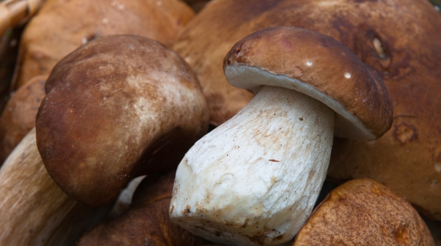 cèpes de bordeaux