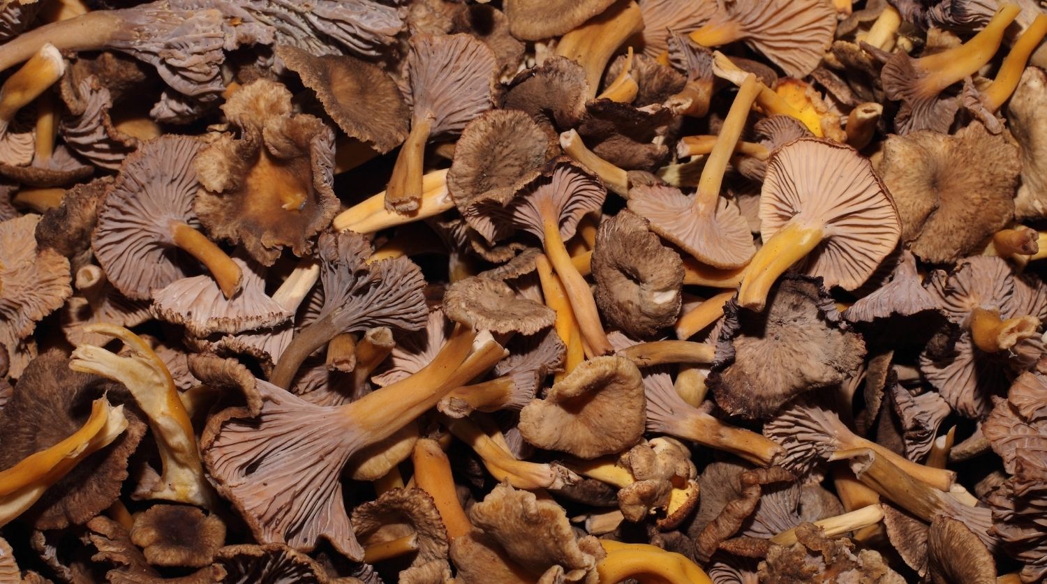 chanterelle en tube