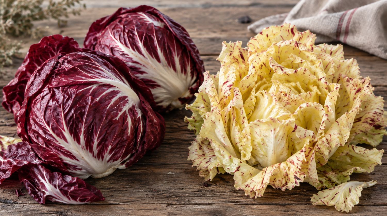 chicorées italiennes rouge de Vérone et Castelfranco