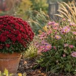 Chrysanthèmes d’automne au jardin
