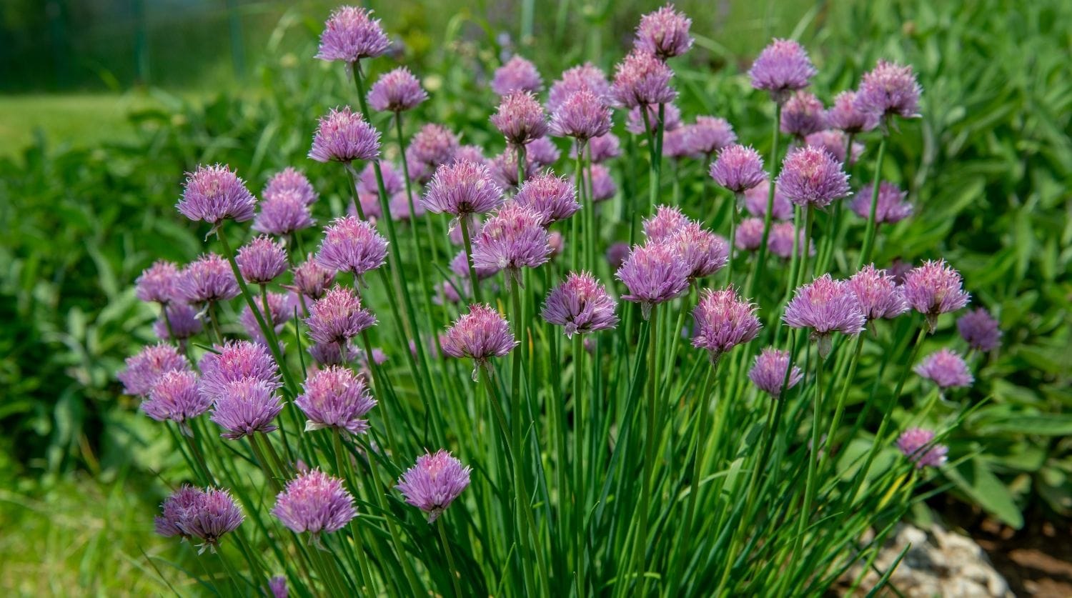 ciboulette en floraison