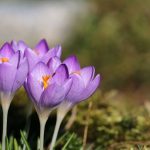 crocus violet au jardin