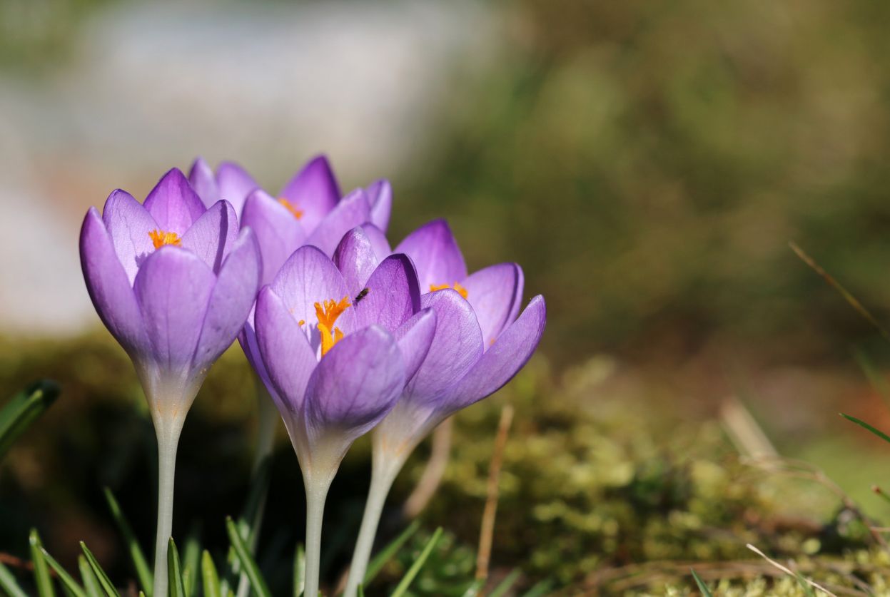 crocus violet au jardin
