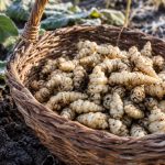 Crosnes fraîchement récoltés dans un panier posé sur la terre du potager