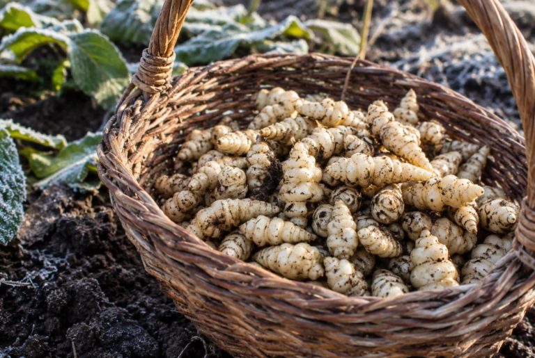 Crosnes fraîchement récoltés dans un panier posé sur la terre du potager