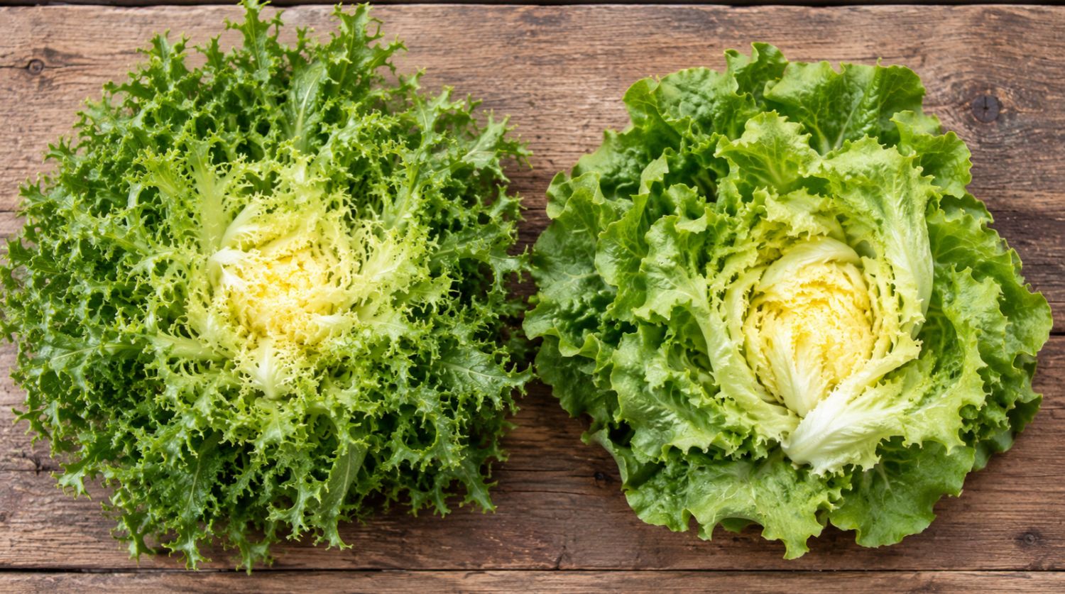 différence entre chicorée frisée et scarole