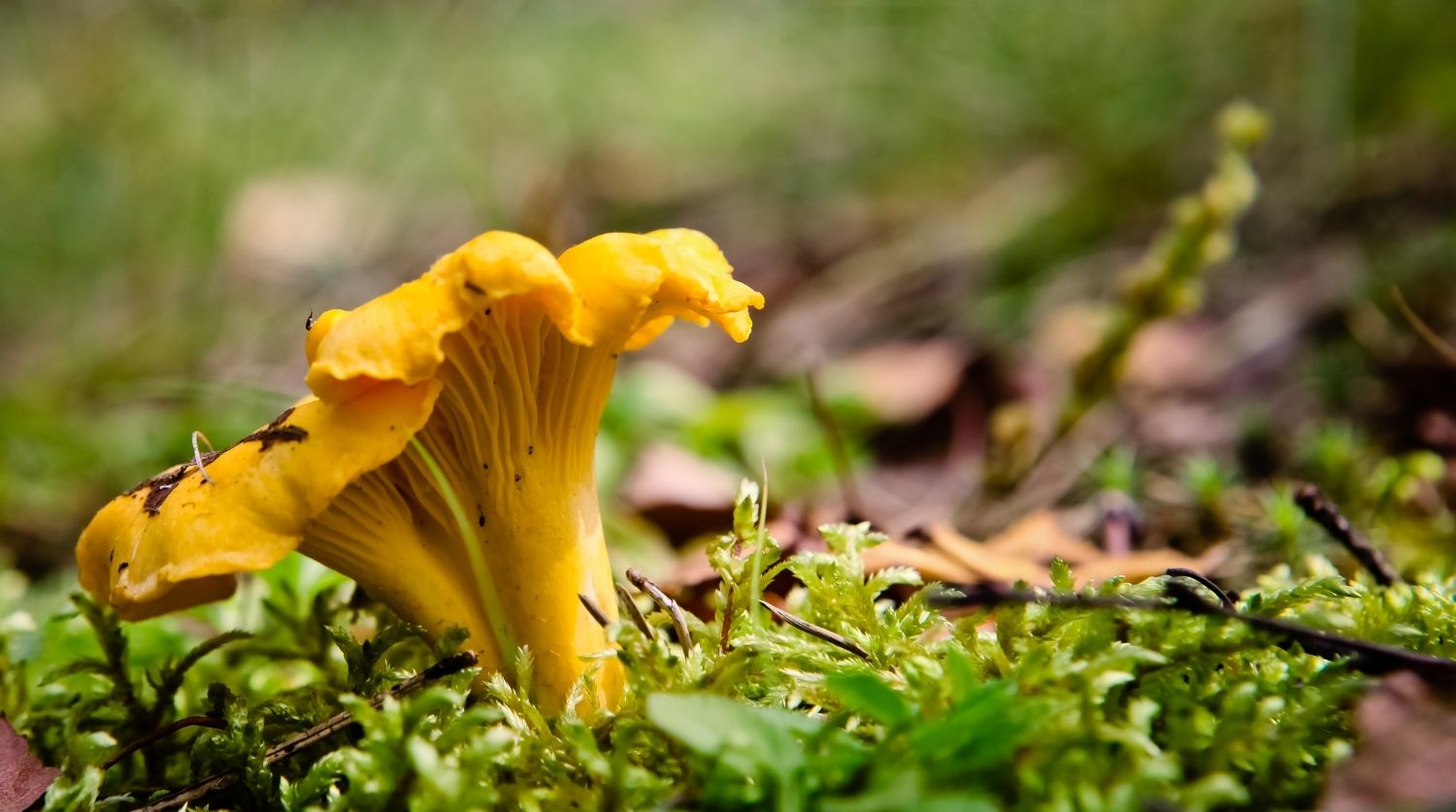 girolle