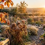 jardin d'automne givré au lever du soleil