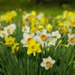 Narcisses : Planter, entretenir et les faire refleurir