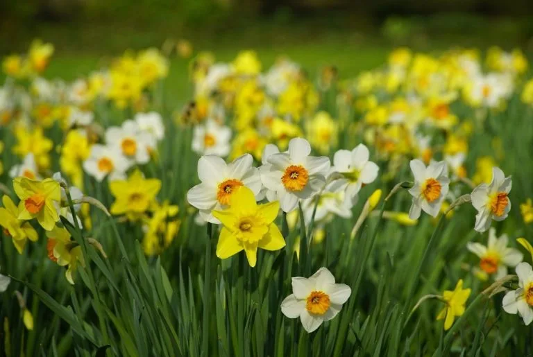 Narcisses : Planter, entretenir et les faire refleurir