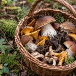panier de champignons comestibles de nos forêts