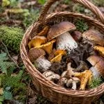 panier de champignons comestibles de nos forêts