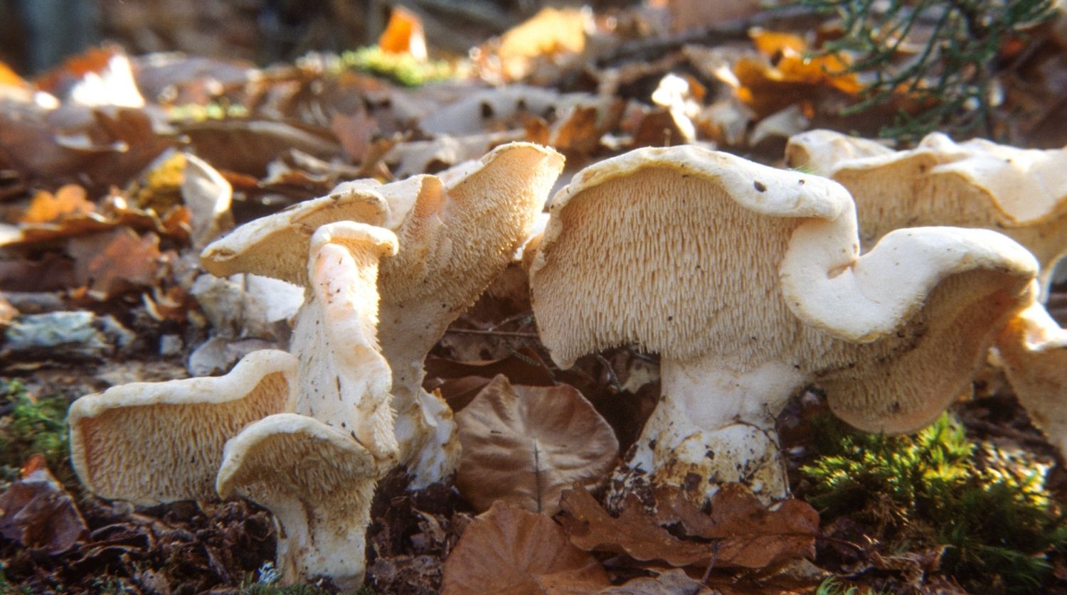 pied de mouton