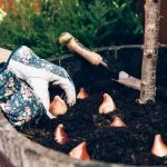 Planter les bulbes de printemps : Tulipes, narcisses, crocus et jacinthes