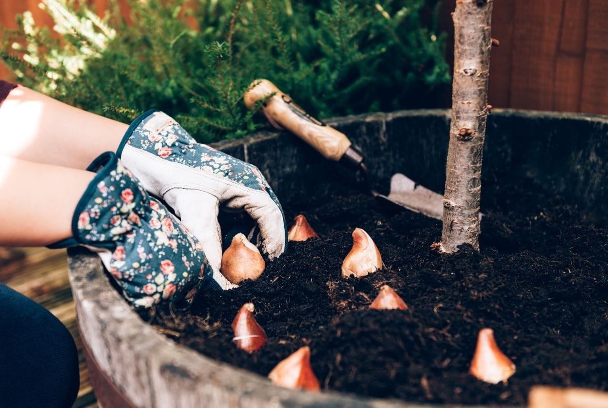 Planter les bulbes de printemps : Tulipes, narcisses, crocus et jacinthes