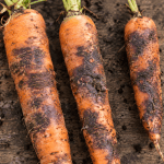 Rhizoctone violet de la carotte