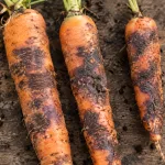 Rhizoctone violet de la carotte