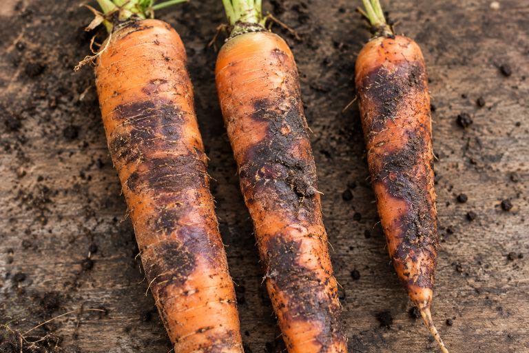Rhizoctone violet de la carotte