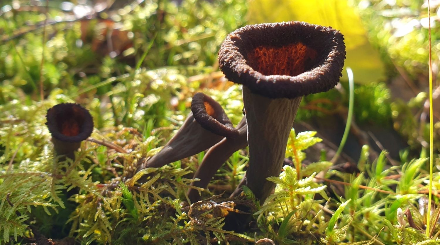 trompette de la mort