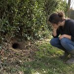trou de renard dans le jardin