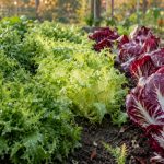 variétés de salades chicorées au potager en automne
