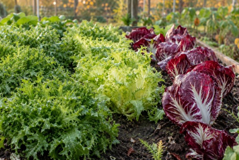 variétés de salades chicorées au potager en automne